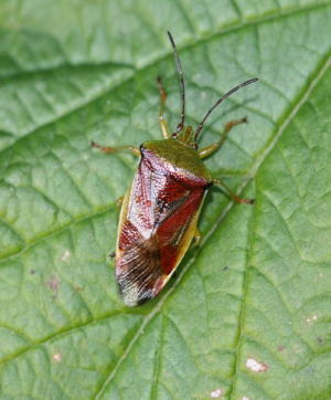 Birch Shieldbug Adult
