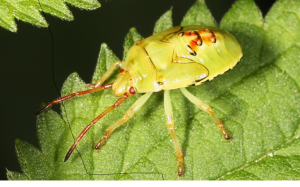 Birch Shieldbug 5th instar