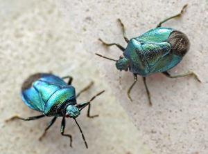 Blue Shieldbug 1