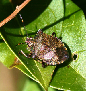 Bronze Shieldbug 1