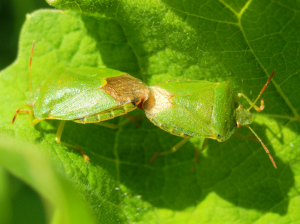 Green Shieldbug 2