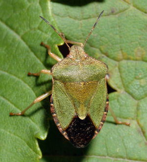Green Shieldbug 1
