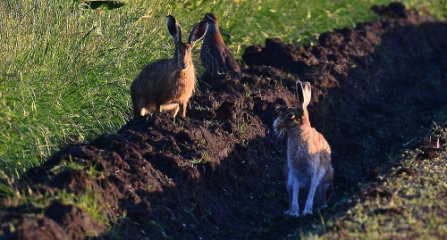 Brown Hare in Lancashire (David Humphreys)