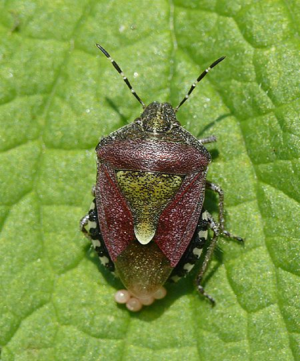 Sloe shieldbug 1