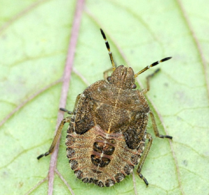 Sloe shieldbug 2