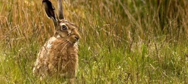 Brown Hare in Bowland (Kieran Sayer)
