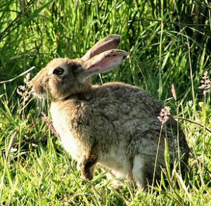 Rabbit by Richard Burkmar
