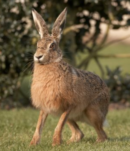 Brown Hare by Richard Steele