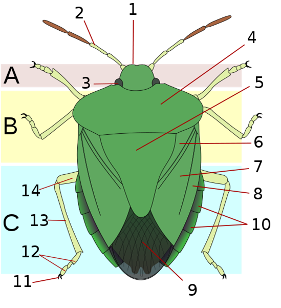 Shieldbug Anatomy