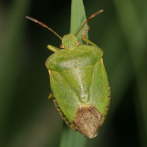 Palomena prasina, Common Green Shieldbug