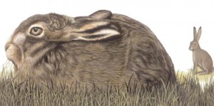 Brown Hare lying low