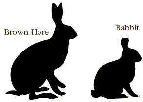 Silhouette of Hare and Rabbit